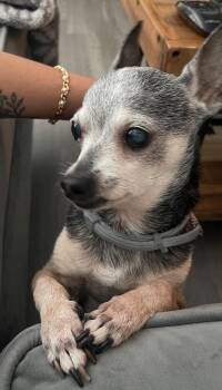 Pacho -  Chihuahua Dog for Adoption in Osteen, Florida - Pacho | PetCurious