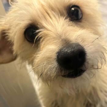ARIEL -  Poodle Dog for Adoption in Graham, Washington - ARIEL | PetCurious