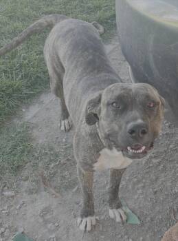 Rescue Shepherd and Pit Bull Terrier Dogs for Adoption in Atwater, California - Brandy | PetCurious