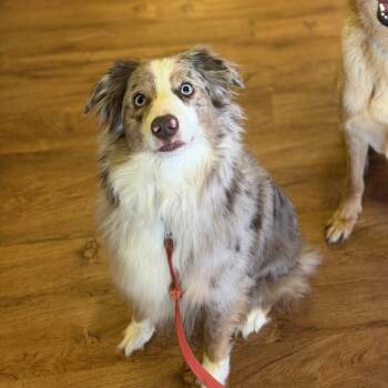 Mose -  Australian Shepherd Dog for Adoption in Fayetteville, Arkansas - Mose | PetCurious