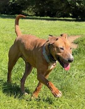 Rescue Bull Terrier Dogs for Adoption in Philomath, Oregon - Chopper "Red" | PetCurious