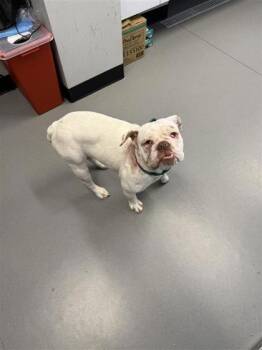 Mixed Breed Dogs Available for Adoption in West Chester, Pennsylvania - China | PetCurious