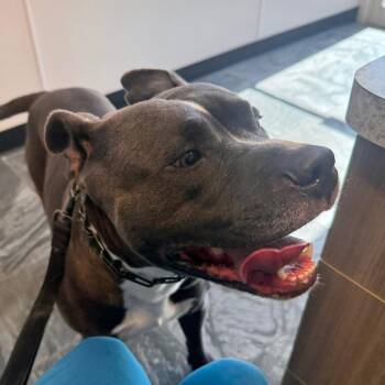 Ivan -  Terrier Dog for Adoption in Clearwater, Florida - Ivan | PetCurious