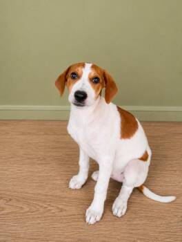 Ash -  Plott Hound Dog for Adoption in Huntington, Indiana - Ash | PetCurious