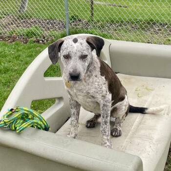Australian Cattle Dog Blue Heeler Dogs Available for Adoption in Metamora, Michigan - Quince | PetCurious