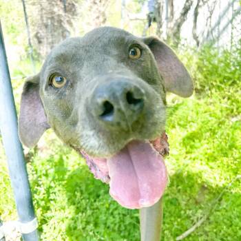 Tobiath -  Weimaraner and Mixed Breed Dog for Adoption in Tulsa, Oklahoma - Tobiath | PetCurious