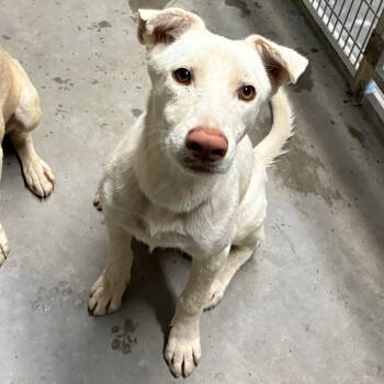 Rescue Pit Bull Terrier Dogs for Adoption in Yuma, Arizona - Emma | PetCurious