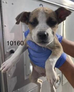 Wiggles -  Pit Bull Terrier Dog for Adoption in Victorville, California - Wiggles | PetCurious