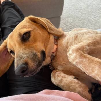 Coonhound and Beagle Dogs Available for Adoption - Bailey D11206 | PetCurious