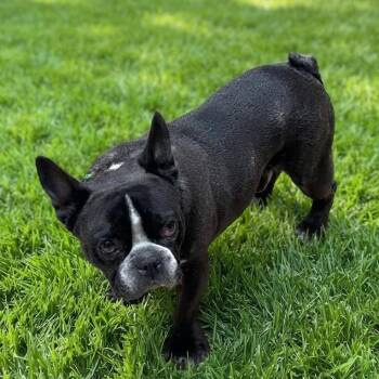 Samson -  French Bulldog Dog for Adoption in Las Vegas, Nevada - Samson | PetCurious