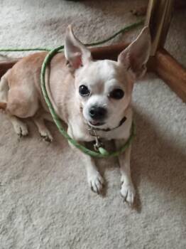 Tito -  Chihuahua Dog for Adoption in Albuquerque, New Mexico - Tito | PetCurious