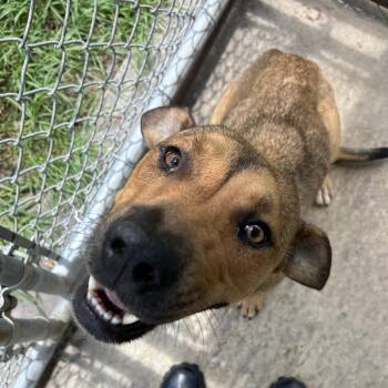 Zola -  Mixed Breed Dog for Adoption in Lyons, Georgia - Zola | PetCurious