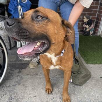 Later Gator -  Mixed Breed Dog for Adoption in Savannah, Georgia - Later Gator | PetCurious