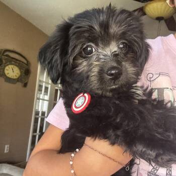 Princess -  Miniature Poodle and Maltese Dog for Adoption in Calimesa, California - Princess | PetCurious