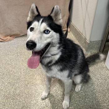 Max -  Siberian Husky Dog for Adoption in San Gabriel, California - Max | PetCurious