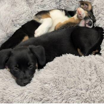 Mixed Breed Dogs Available for Adoption in Shorewood, Illinois - Jill | PetCurious
