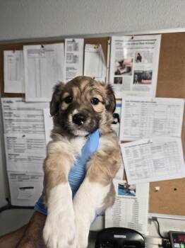 Bissell -  Australian Shepherd and Great Pyrenees Dog for Adoption in Bolivar, Missouri - Bissell | PetCurious