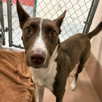 Blu -  Border Collie Dog for Adoption in Reno, Nevada - Blu | PetCurious