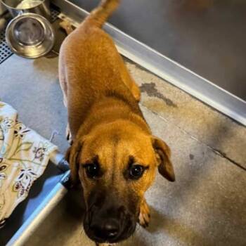 Rescue Cattle Dog Dogs for Adoption in Anderson, California - Jed | PetCurious