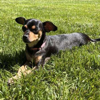 Chihuahua Dogs Available for Adoption in La Grange, Kentucky - Cookie | PetCurious