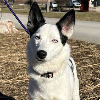 American Eskimo Dog Dogs Available for Adoption - Missy | PetCurious