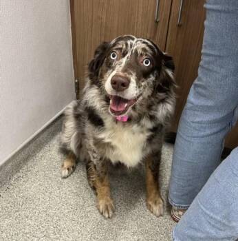 Australian Shepherd Dogs Available for Adoption in Loveland, Colorado - SHENZI | PetCurious
