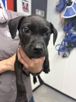 Caleb -  Mixed Breed Dog for Adoption in West Chester, Pennsylvania - Caleb | PetCurious