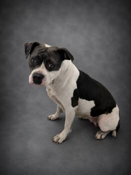 CHELSEA -  American Bulldog and Mixed Breed Dog for Adoption in Winter Haven, Florida - CHELSEA | PetCurious