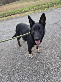 Shepherd and Collie Dogs Available for Adoption - Ic-17c Cody | PetCurious