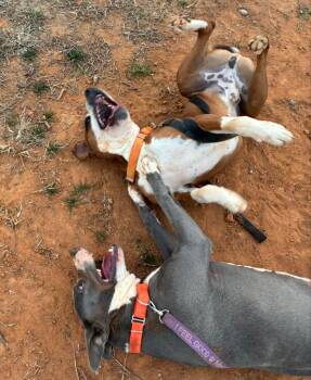 Terrier and Labrador Retriever Dogs Available for Adoption in Hartsville, South Carolina - Winifred | PetCurious