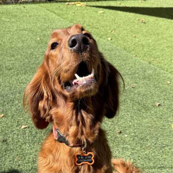 Seamus -  Irish Setter and Golden Retriever Dog for Adoption in High Point, North Carolina - Seamus | PetCurious
