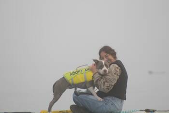 Rescue Pit Bull Terrier Dogs for Adoption in Atascadero, California - Misty | PetCurious
