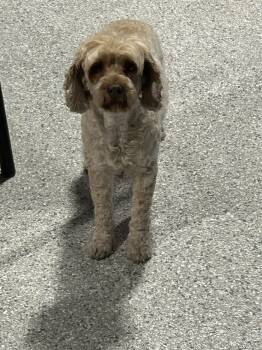 Cockapoo Dogs Available for Adoption in Antwerp, Ohio - Crissy | PetCurious