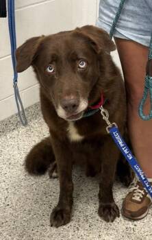 Lobo -  Mixed Breed Dog for Adoption in Kansas City, Missouri - Lobo | PetCurious