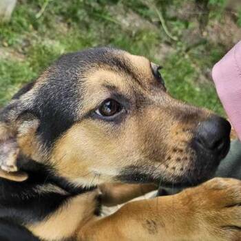 Mixed Breed Dogs Available for Adoption in Flatwoods, Kentucky - Gnocchi | PetCurious