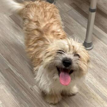 Katie Available 9/26 -  Shih Tzu and Terrier Dog for Adoption in Loves Park, Illinois - Katie Available 9/26 | PetCurious