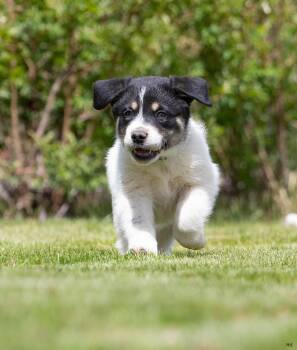 Labrador Retriever and Great Pyrenees Dogs Available for Adoption in New Washoe City, Nevada - Huckleberry | PetCurious