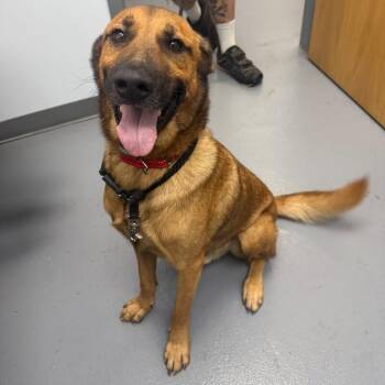Mixed Breed Dogs Available for Adoption in Roanoke, Virginia - Jimmy Cliff | PetCurious