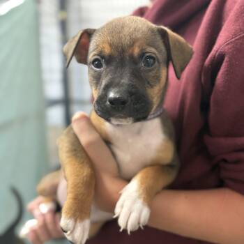 Hound Dogs Available for Adoption - Koala | PetCurious