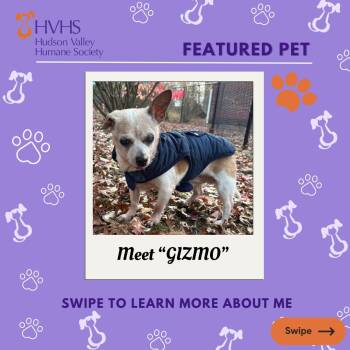 Chihuahua Dogs Available for Adoption in Pomona, New York - GIZMO | PetCurious