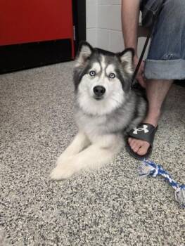 Siberian Husky and Mixed Breed Dogs Available for Adoption in West Chester, Pennsylvania - Loona | PetCurious