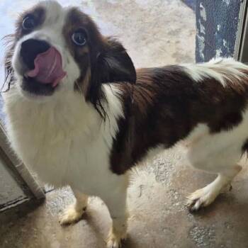 Finn - FOSTER NEEDED -  Mixed Breed Dog for Adoption - Finn - FOSTER NEEDED | PetCurious