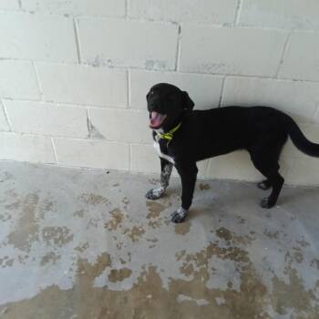 CURLY -  Black Labrador Retriever Dog for Adoption in Loxahatchee Groves, Florida - CURLY | PetCurious