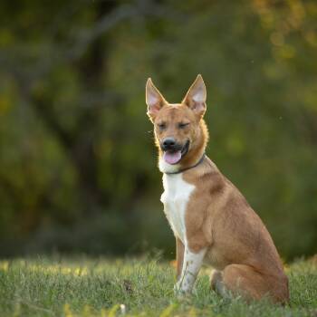 Rescue Terrier and Mixed Breed Dogs for Adoption in Rossville, Georgia - Starfox | PetCurious