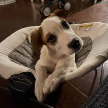 Great Pyrenees and Hound Dogs Available for Adoption in Bloomfield, Connecticut - Spottie | PetCurious
