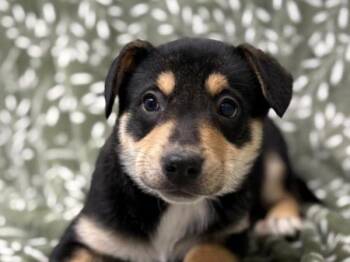 Labrador Retriever Dogs Available for Adoption - Reign | PetCurious