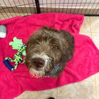 Terrier Dogs Available for Adoption in Birmingham, Alabama - River/ Annabelle | PetCurious