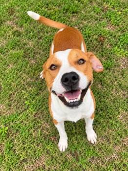 Charlie -  Terrier and Mixed Breed Dog for Adoption in Palm Coast, Florida - Charlie | PetCurious