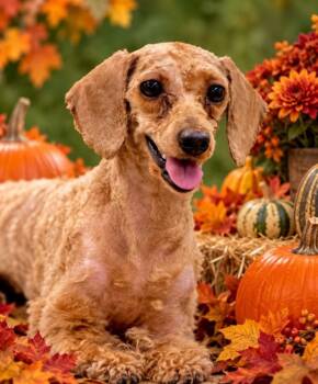 Coco -  Poodle Dog for Adoption in Queenstown, Maryland - Coco | PetCurious