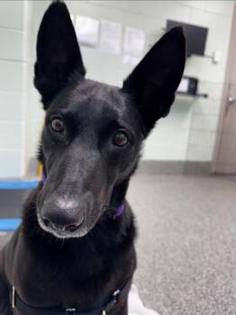 CADY -  Dutch Shepherd Dog for Adoption in Barnstable, Massachusetts - CADY | PetCurious